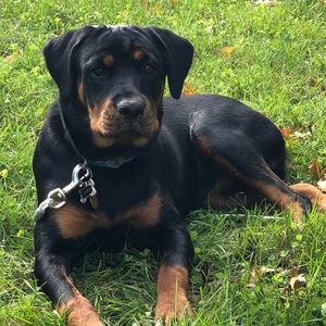 Meet your Posher, Ashley